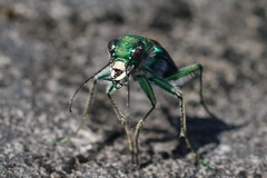Cicindela splendida