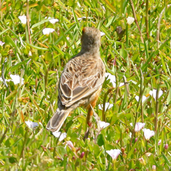 Macronyx capensis capensis