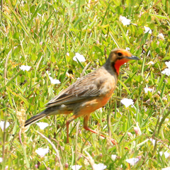 Macronyx capensis capensis