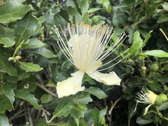 Capparis mitchellii