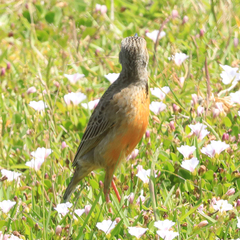 Macronyx capensis capensis