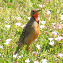 Macronyx capensis capensis