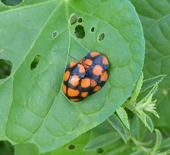 Botanochara decempustulata