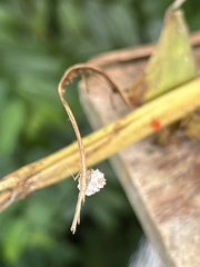 Chrysopidae