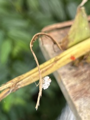 Chrysopidae