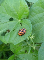 Botanochara decempustulata