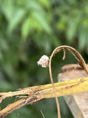 Chrysopidae