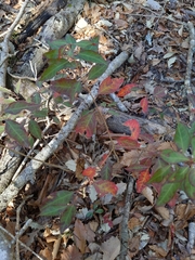 Ditrysinia fruticosa