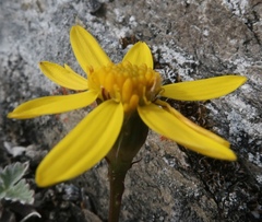 Packera hyperborealis