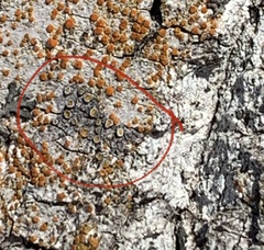 Caloplaca cerina