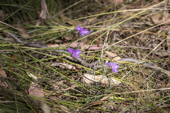 Thysanotus tuberosus
