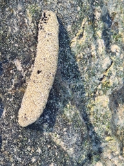 Holothuria atra