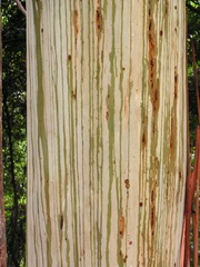 Eucalyptus grandis