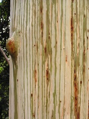 Eucalyptus grandis