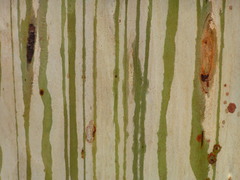 Eucalyptus grandis