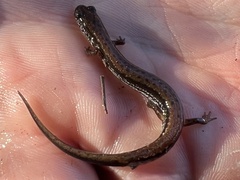 Eurycea quadridigitata