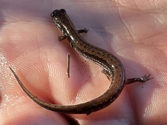 Eurycea quadridigitata