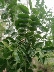 Casearia glomerata