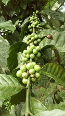Coffea canephora