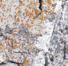 Caloplaca cerina