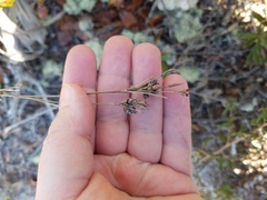 Rhynchospora megalocarpa