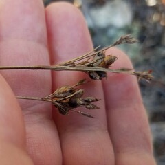 Rhynchospora megalocarpa