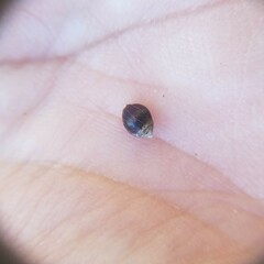 Rhynchospora megalocarpa