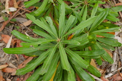 Banksia integrifolia compar