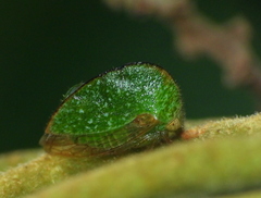 Smiliinae
