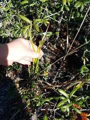 Rhynchospora megalocarpa