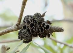 Banksia integrifolia compar