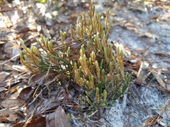 Selaginella arenicola