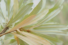 Banksia integrifolia compar