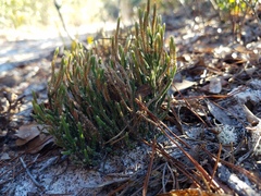 Selaginella arenicola