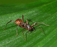 Myrmecium