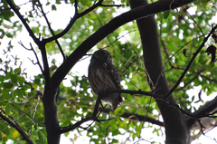 Glaucidium cuculoides