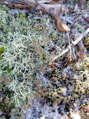 Cladonia rappii