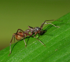 Myrmecium