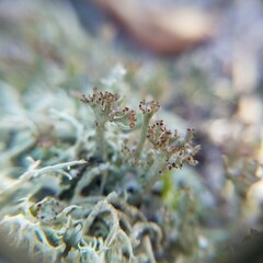 Cladonia rappii
