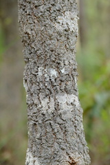Banksia integrifolia compar