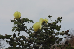 Gossypium barbadense
