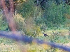 Caracara plancus cheriway
