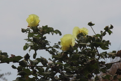 Gossypium barbadense