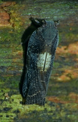 Fulgoroidea