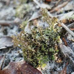 Cladonia rappii