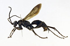 Cryptocheilus notatus