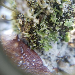 Cladonia rappii