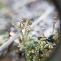 Cladonia rappii