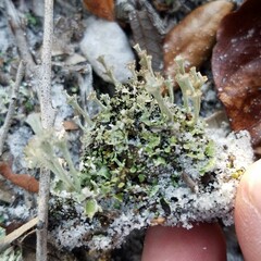 Cladonia rappii