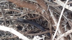 Masticophis fuliginosus
